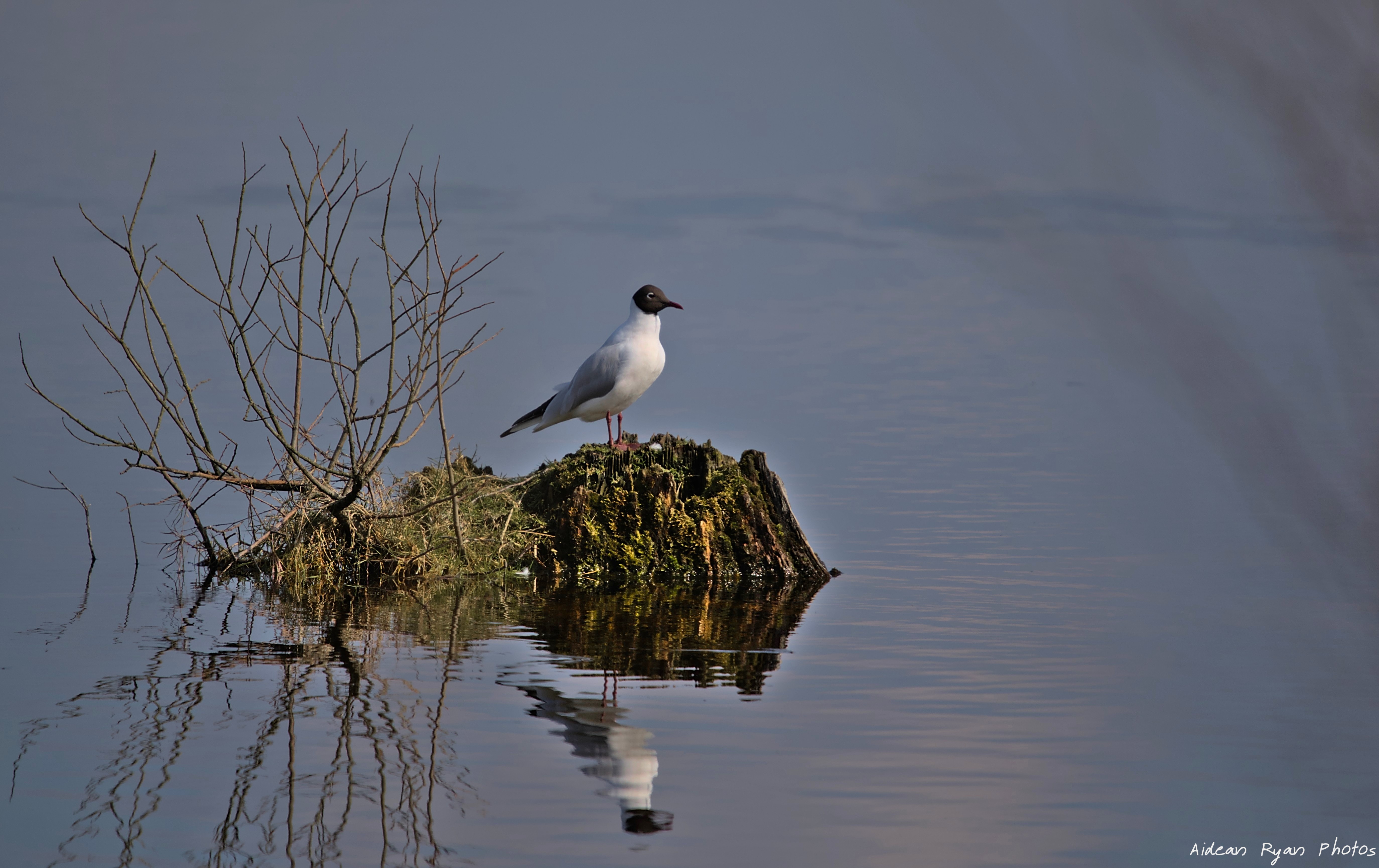 AideanRyan-Seagul